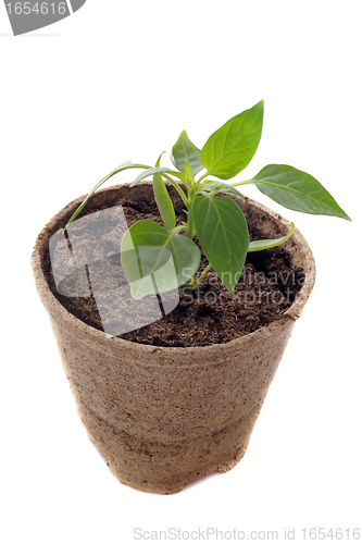 Image of bell pepper seedling