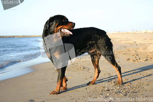 Image of rottweiler in holidays