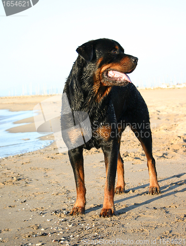 Image of rottweiler in holidays