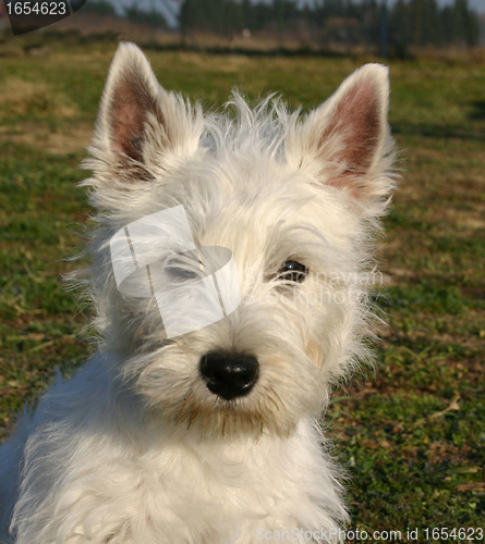 Image of puppy west highland terrier