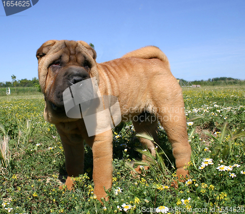 Image of puppy Shar Pei