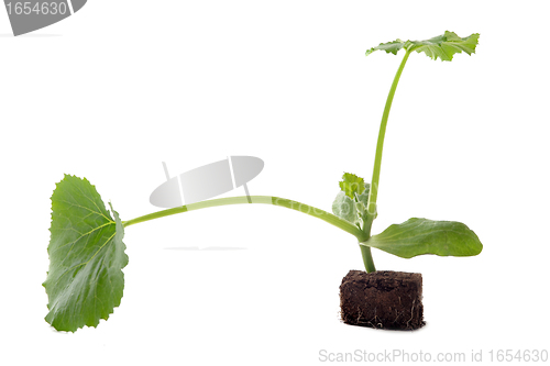 Image of zucchini seedling