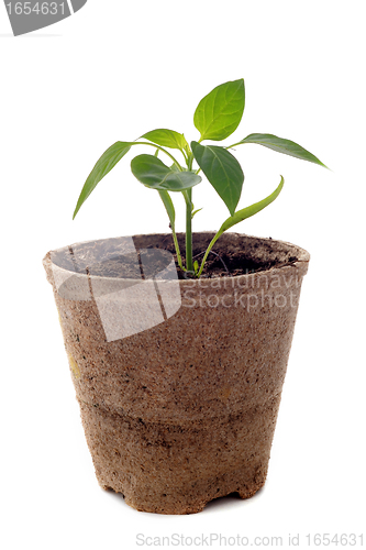 Image of bell pepper seedling