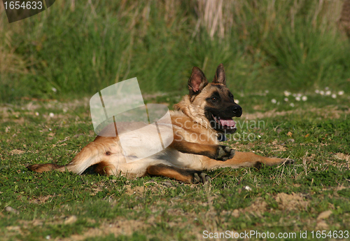 Image of malinois