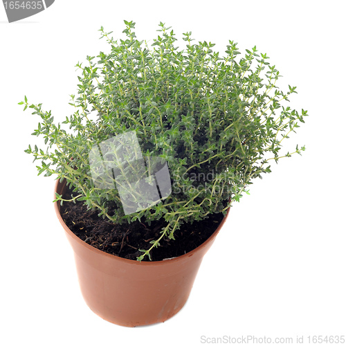 Image of thyme in pot isolated