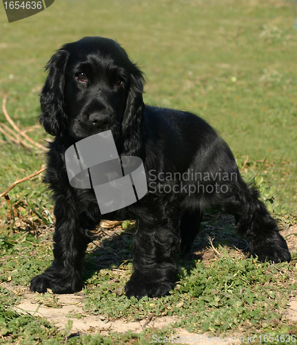 Image of puppy english cocker