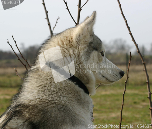 Image of siberian husky