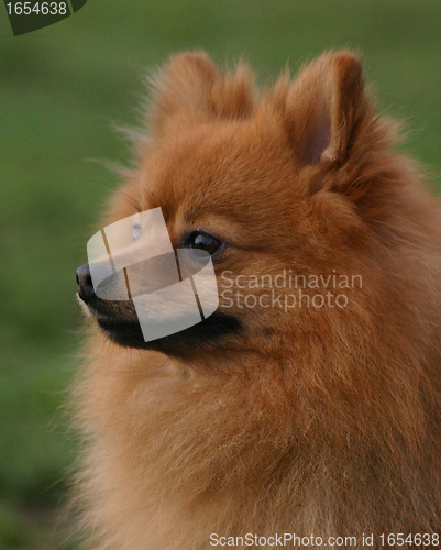 Image of pomeranian