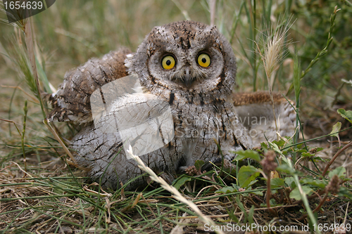 Image of Little Owl