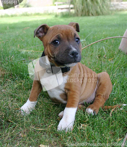 Image of puppy staffordshire bull terrier