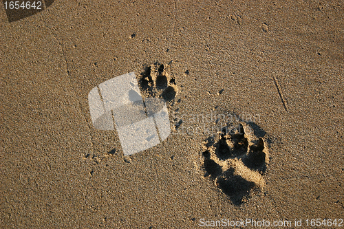 Image of track of dog