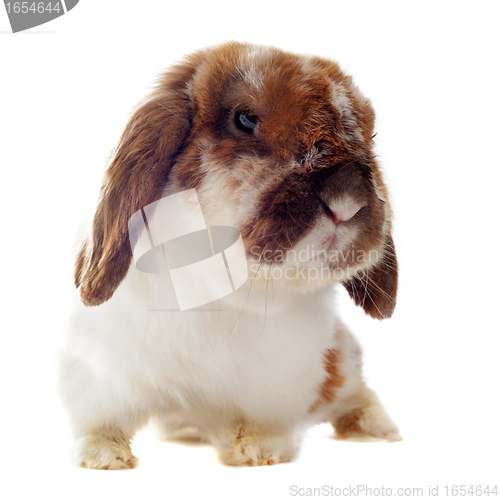 Image of Lop Rabbit