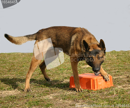 Image of biting malinois