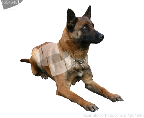 Image of malinois