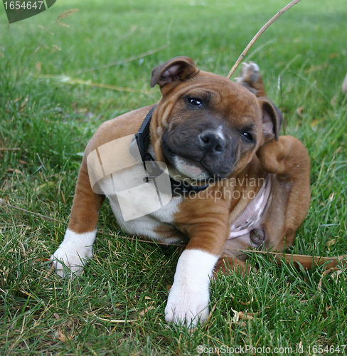 Image of puppy staffordshire bull terrier