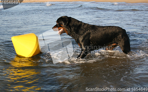 Image of rottweiler in holidays