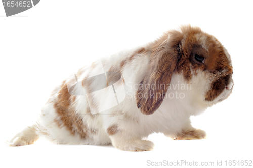 Image of Lop Rabbit