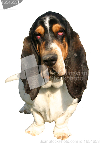 Image of basset hound