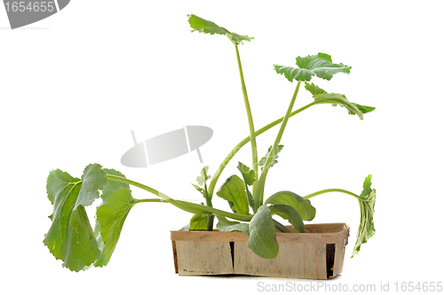 Image of zucchini seedling