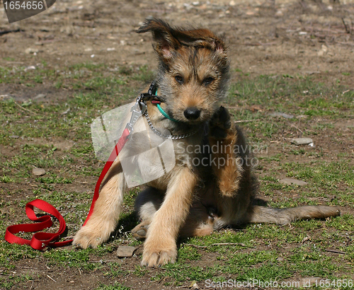 Image of puppy picardy sheepherd