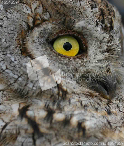 Image of Little Owl