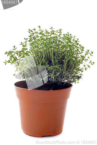 Image of thyme in pot isolated