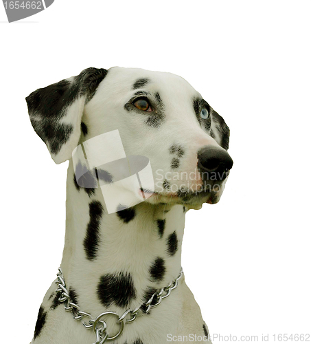 Image of dalmatian