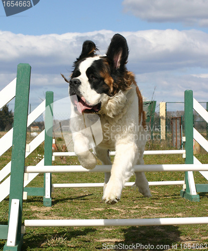 Image of Saint Bernard in agility