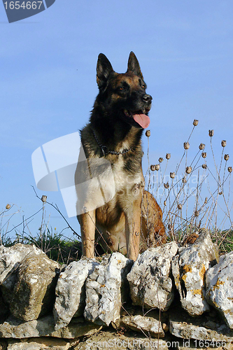 Image of malinois