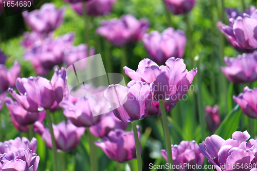 Image of beautiful tulips