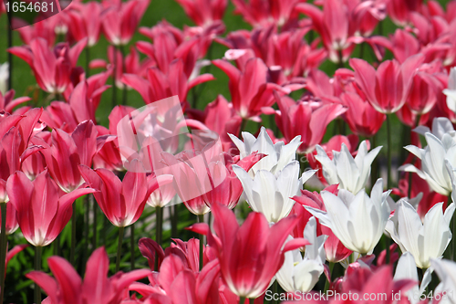 Image of beautiful tulips