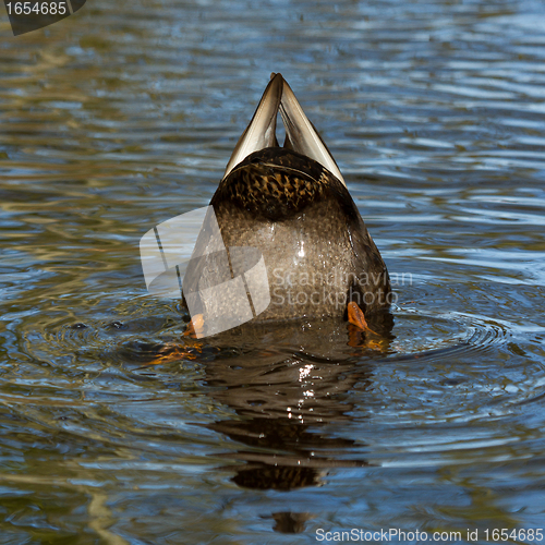 Image of A duck is eating