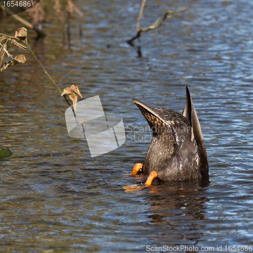 Image of A duck is eating