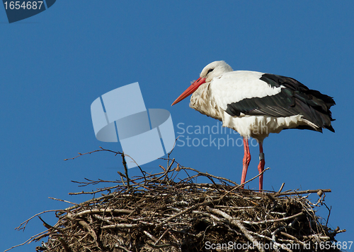 Image of Stork in a tree
