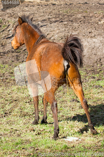 Image of Horse peeing