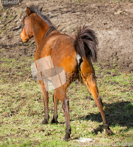 Image of Horse peeing