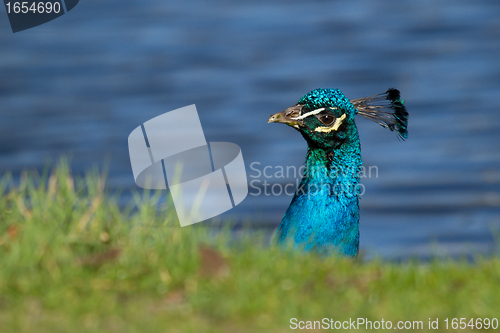 Image of Peacock