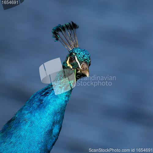 Image of Peacock