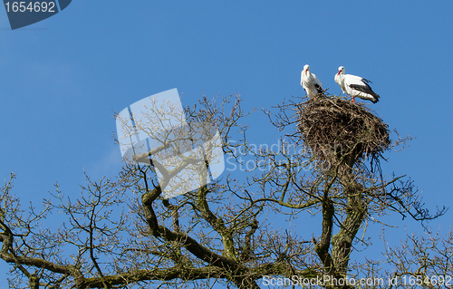 Image of Pair of storks