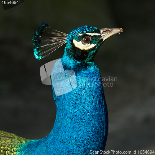 Image of Peacock