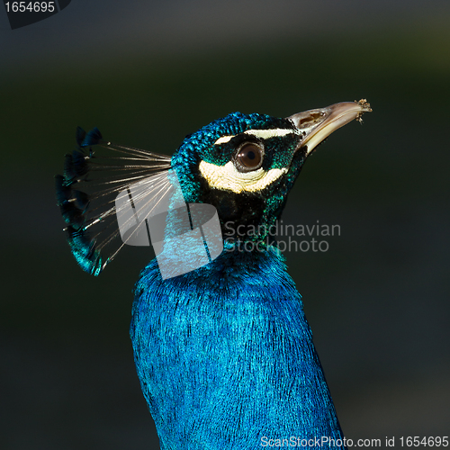 Image of Peacock