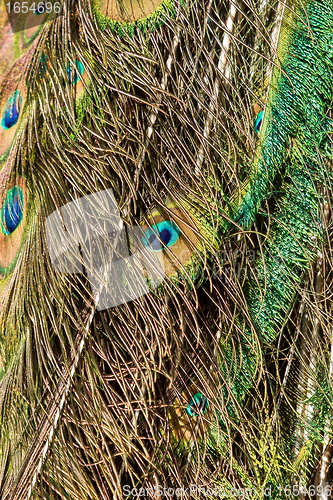 Image of Feathers of a male peacock
