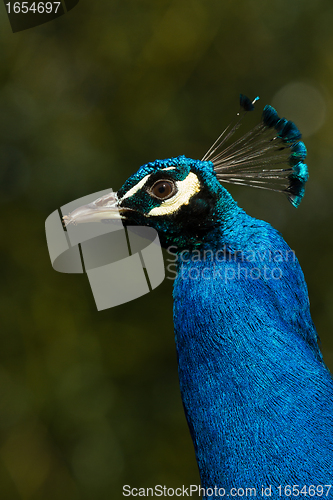 Image of Peacock