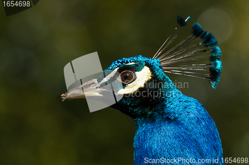 Image of Peacock