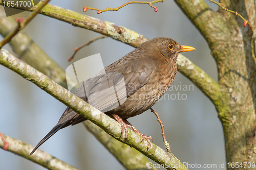 Image of A blackbird in a tree