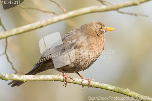 Image of A blackbird in a tree