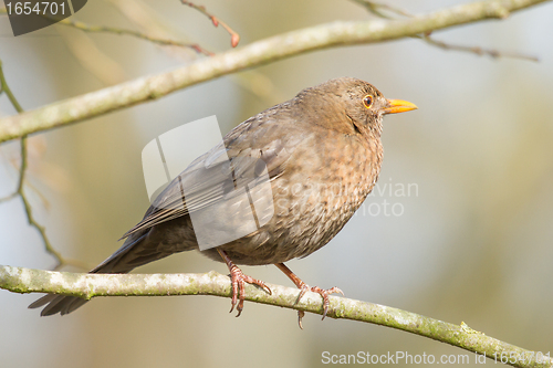 Image of A blackbird in a tree