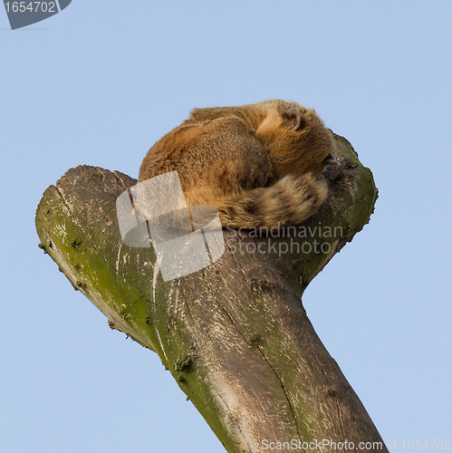 Image of A coatimundi is sleeping