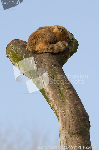 Image of A coatimundi is sleeping