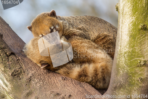 Image of Two coatimundis are sleeping